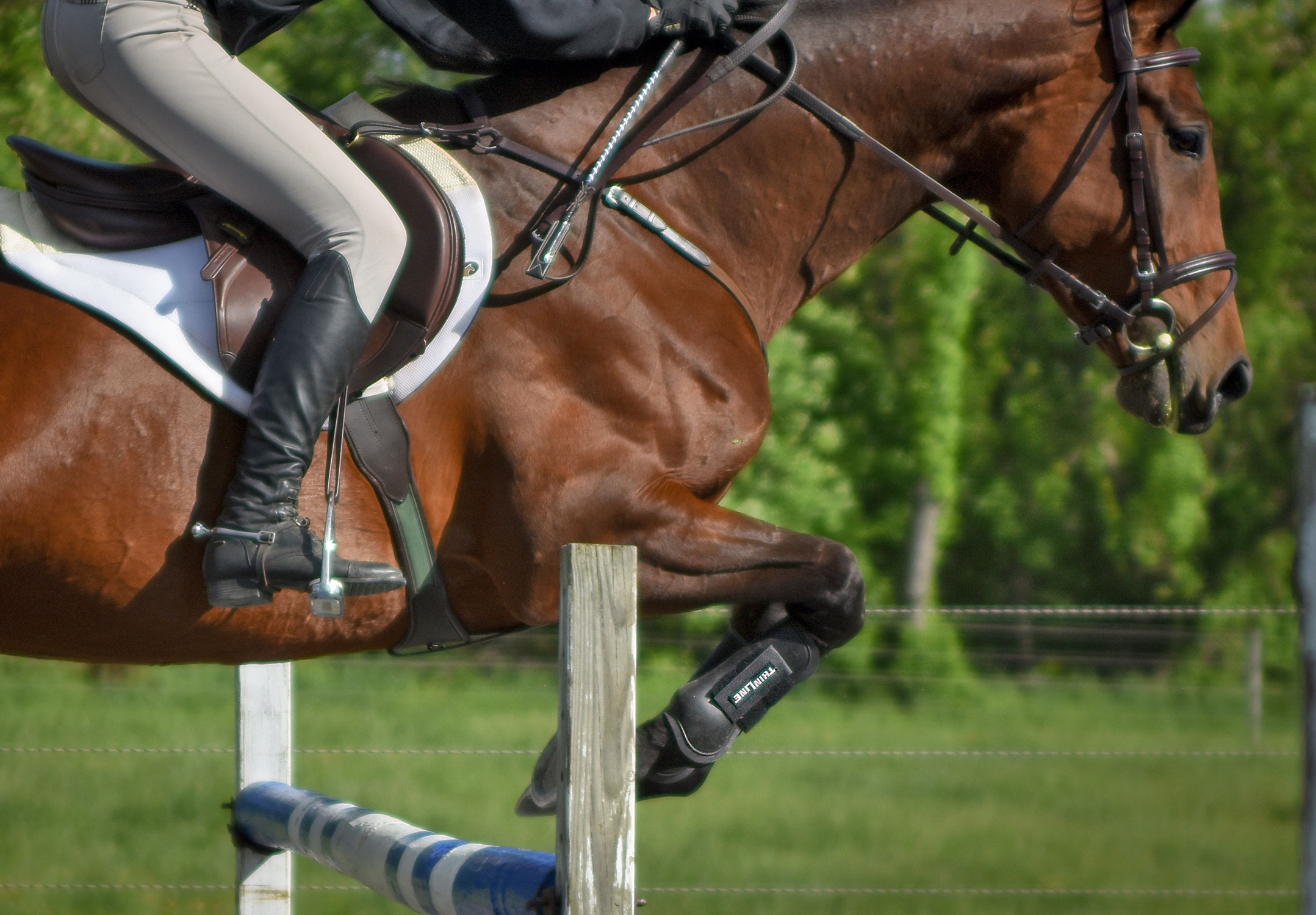 ThinLine Springgamaschen, hält die Sehnen kühl, antimikrobiell, schwarz