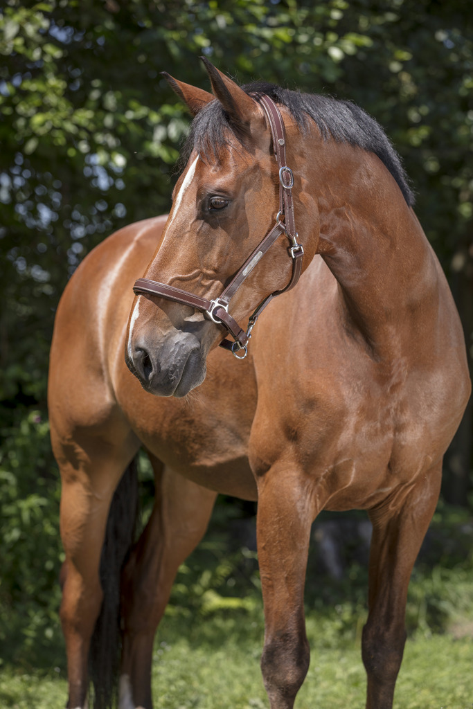 NORTON PRO "Grooming" Lederhalfter