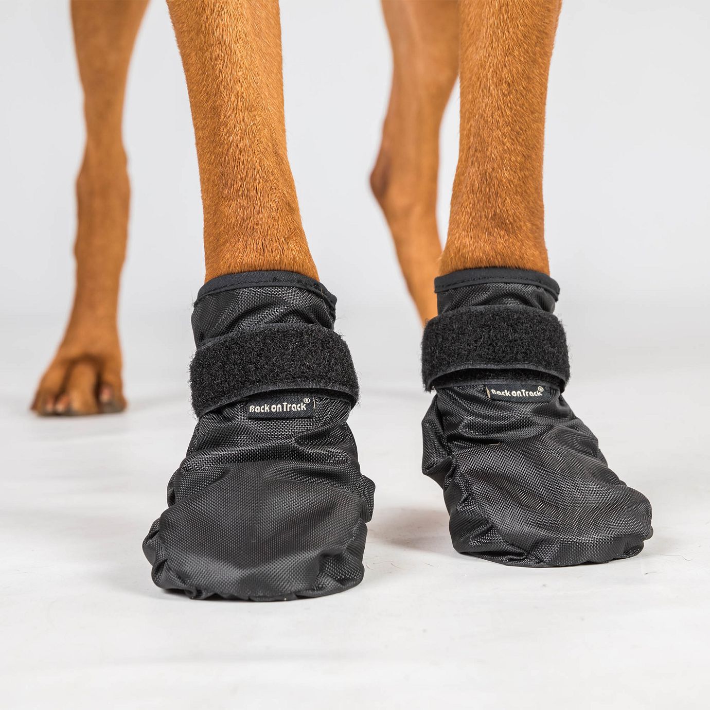 Back on Track Pfotenschutzschuhe Koda