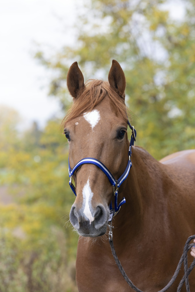 NORTON Nylonhalfter mit Leder unterlegt, Vollblut und Warmblut