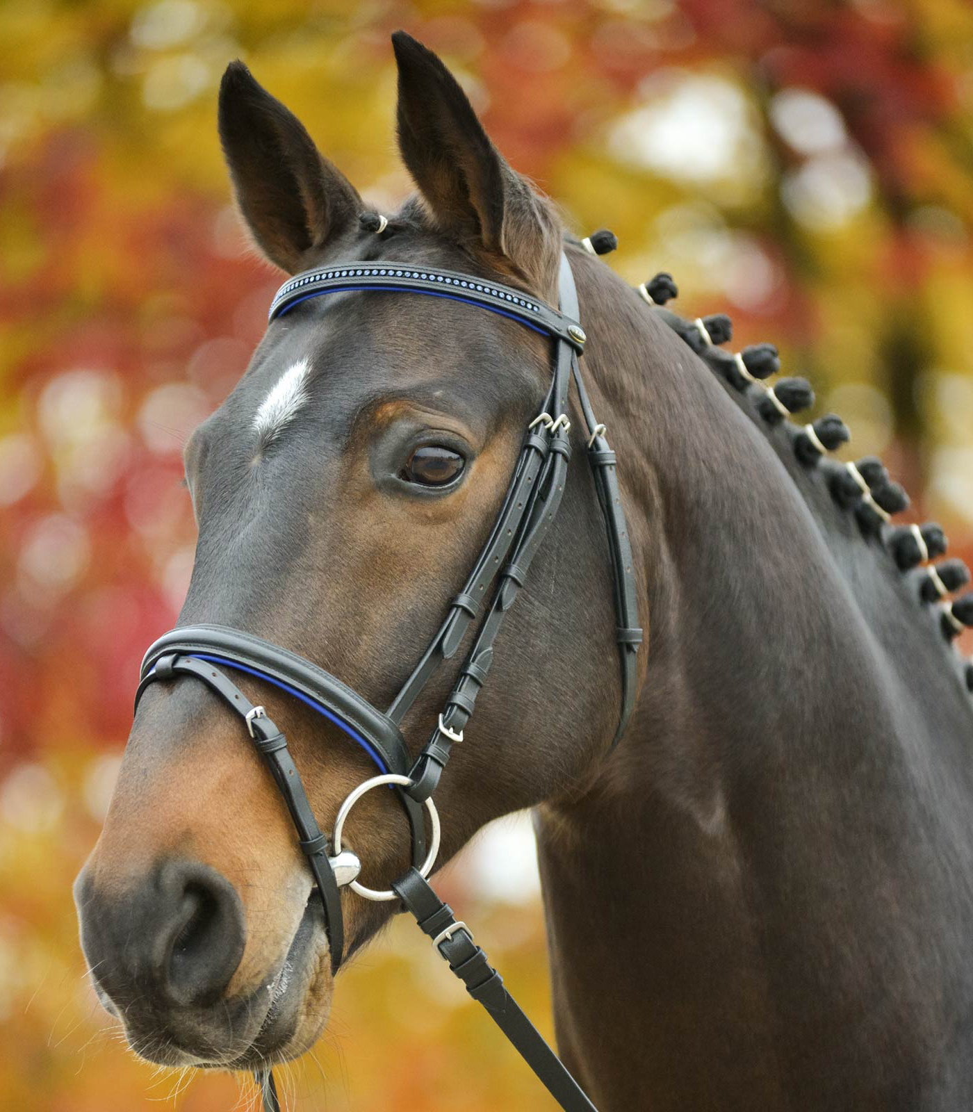 STAR Trensenzaum "Diamond"