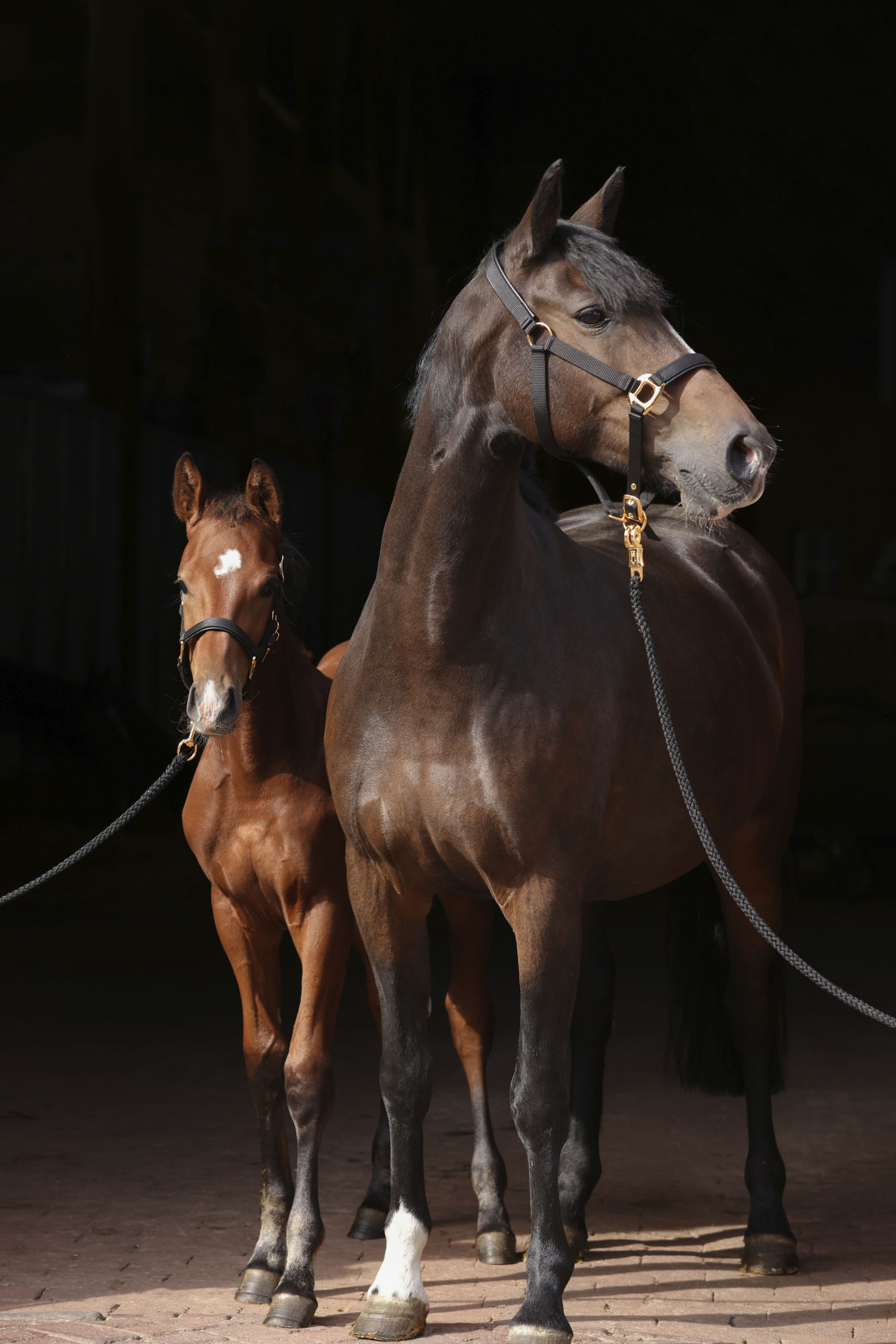Covalliero Fohlenhalfter TopLine