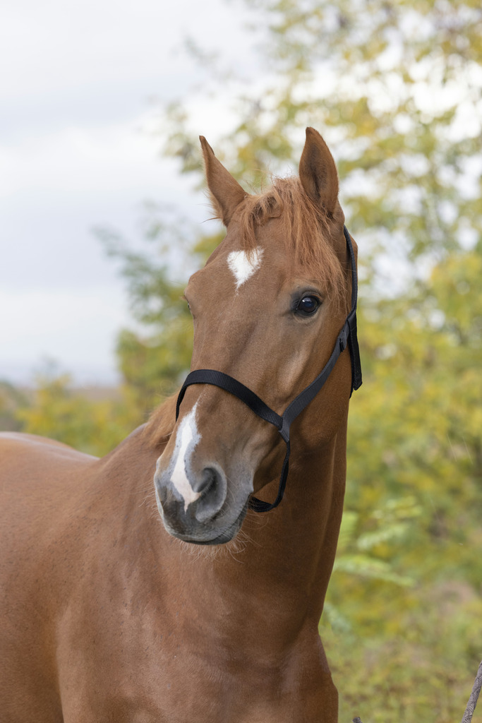 NORTON Halfter ohne Schnallen