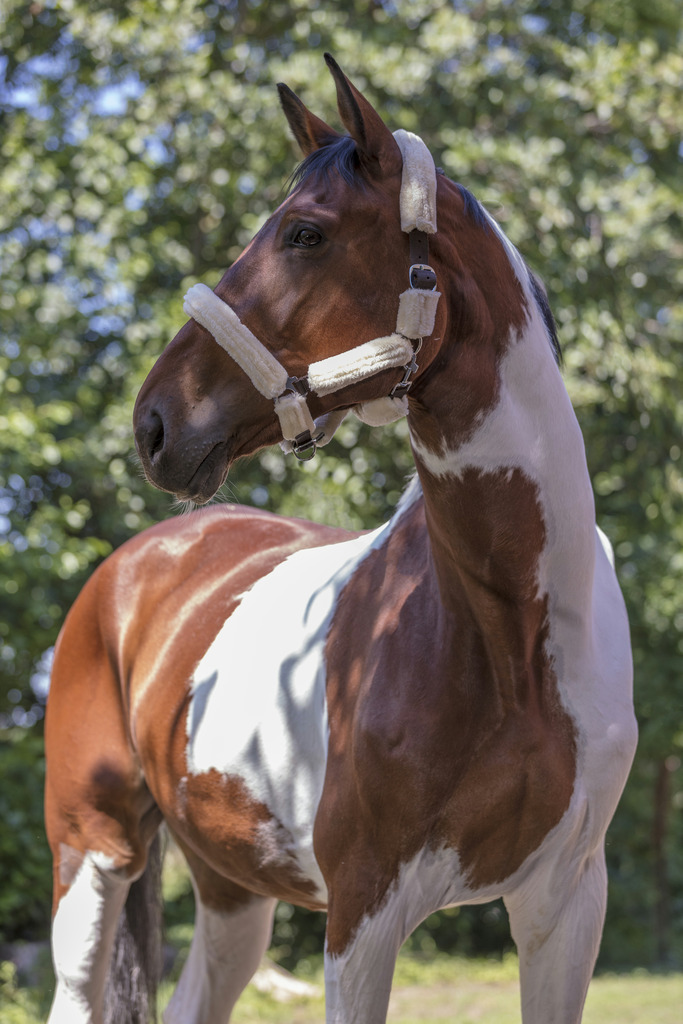 NORTON "Full mouton synthétique" Halfter