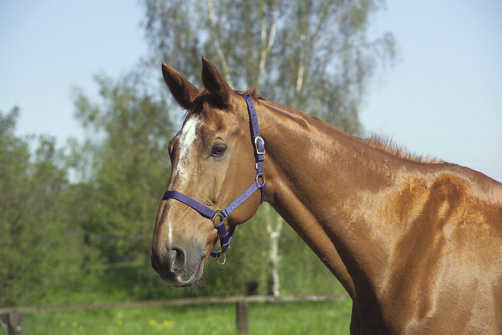 NORTON Doppelt gelegtes Nylonhalfter mit Schnallen