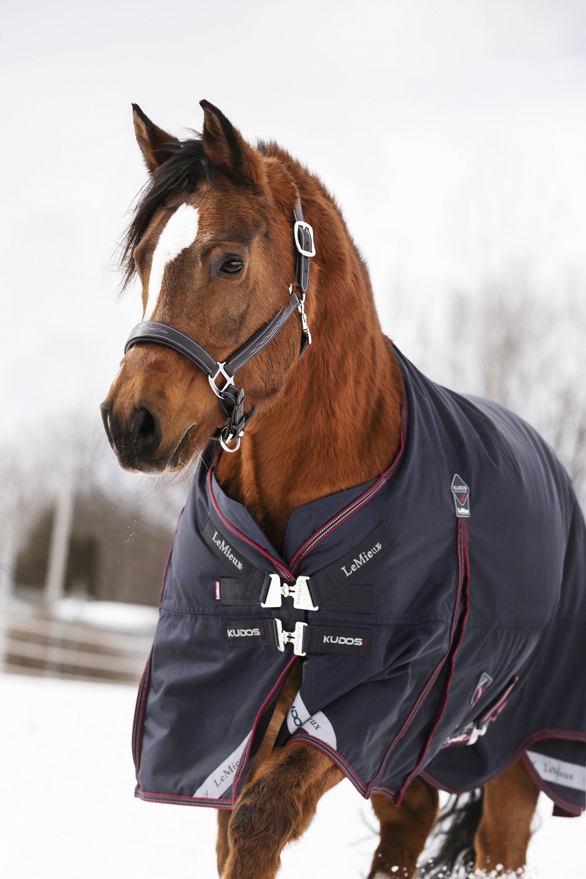 LeMieux Kudos Turnout Rug, Weidedecke, Pferdedecke, 200g Füllung, navy