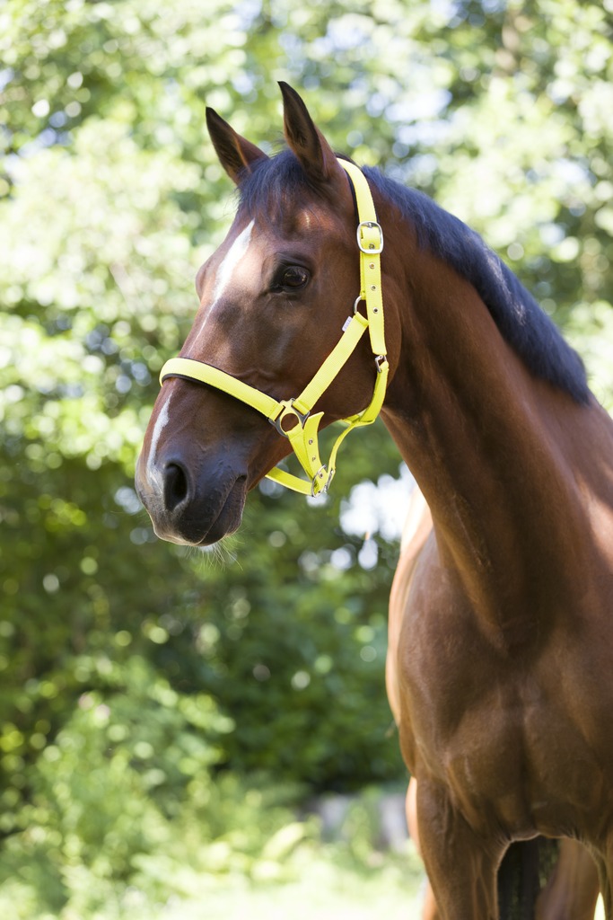 NORTON "Fluo" zweilagiges Halfter