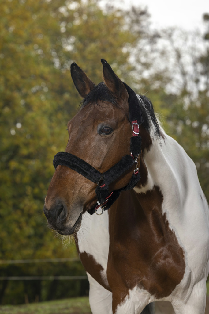 NORTON "Full mouton synthétique" Halfter