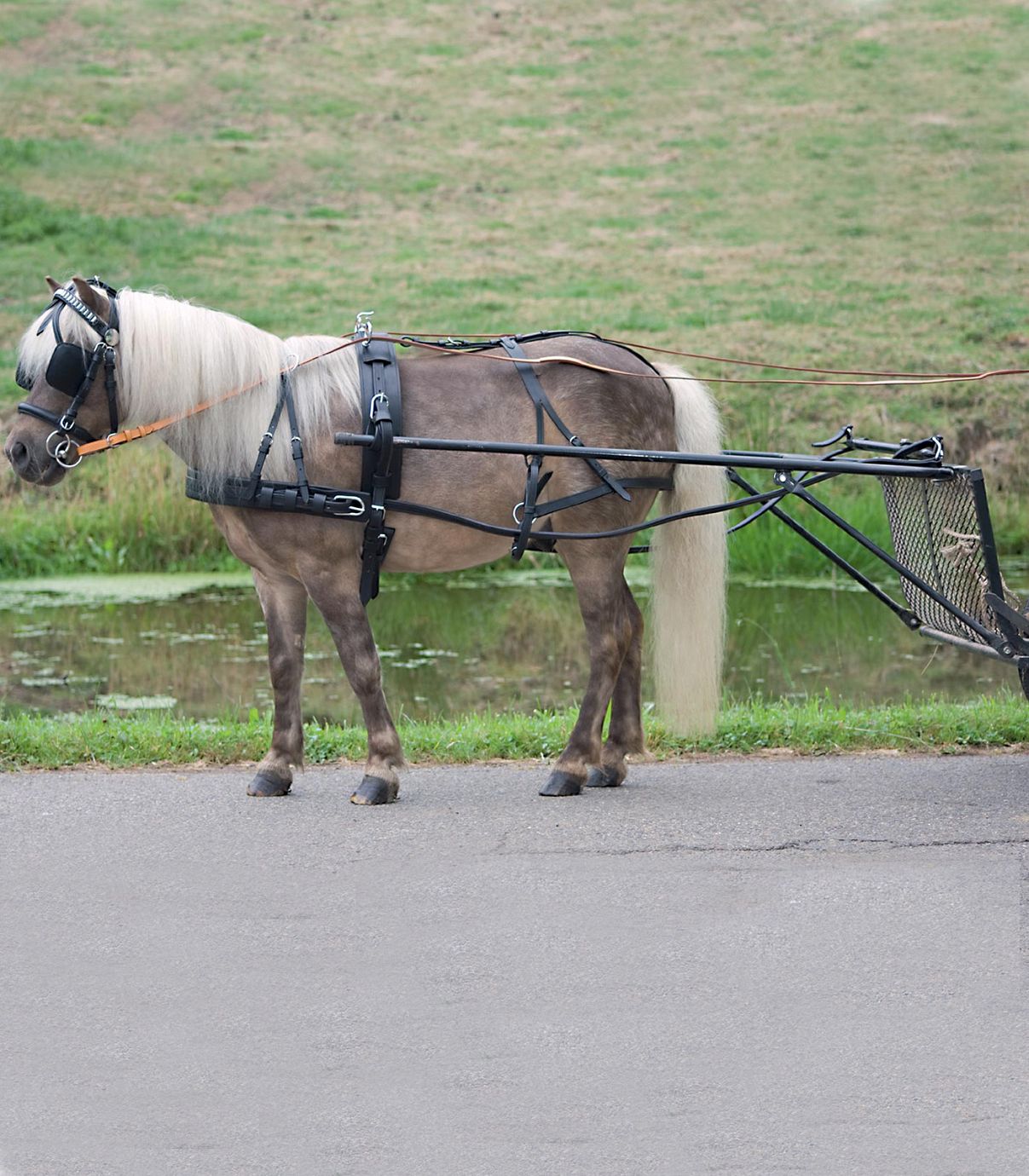 Star Einspännergeschirr "Economic" Pony und Shetty