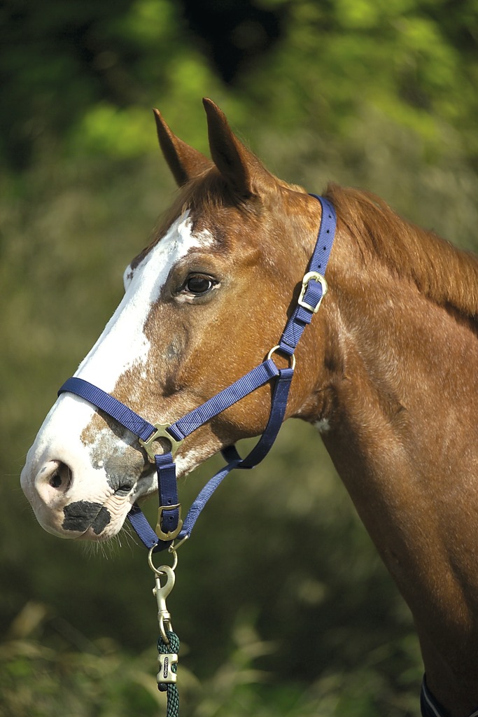 NORTON Doppelt gelegtes Nylonhalfter mit Schnallen