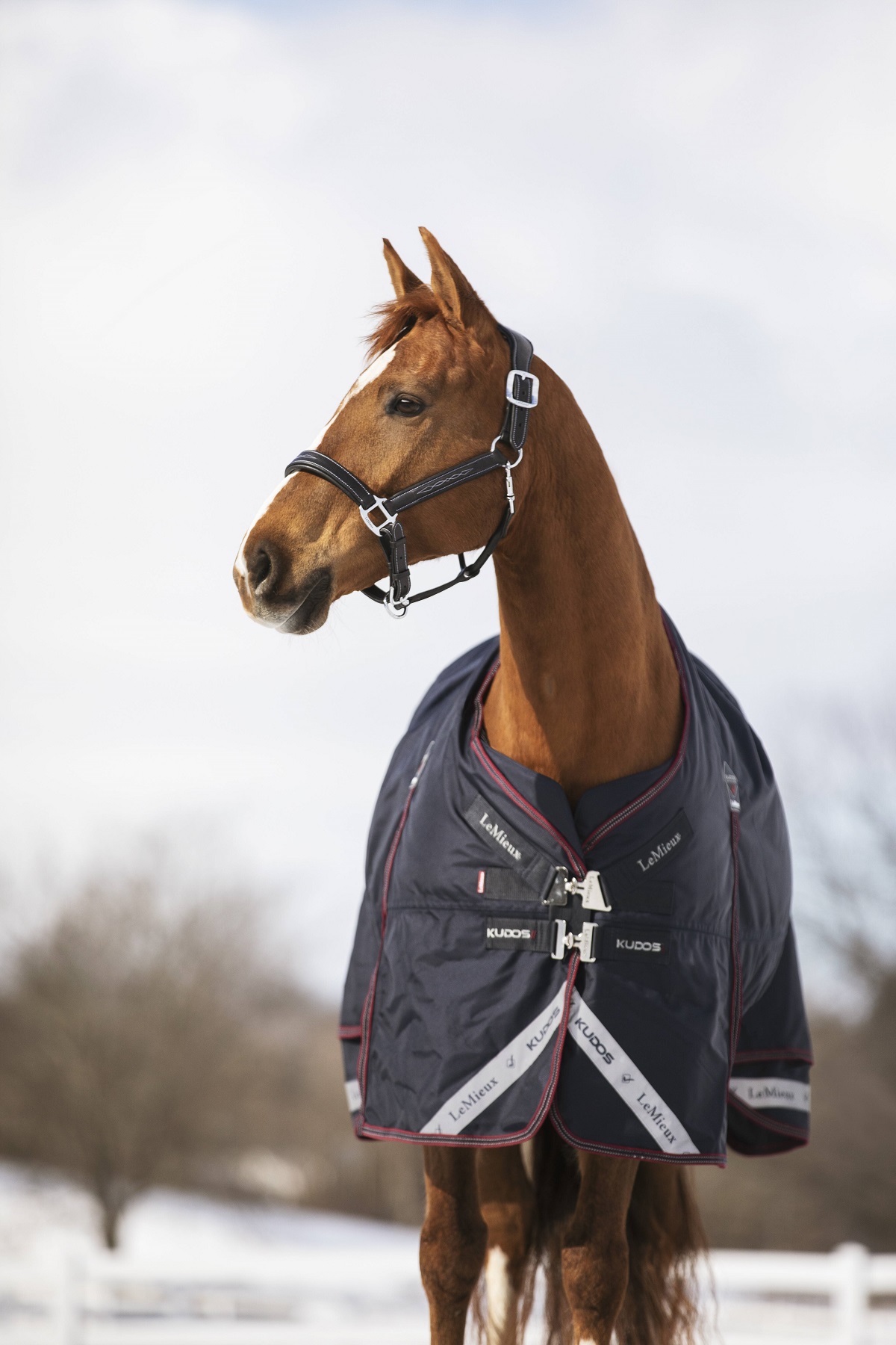 LeMieux Kudos Turnout Rug, Weidedecke, Pferdedecke, 350g Füllung, navy