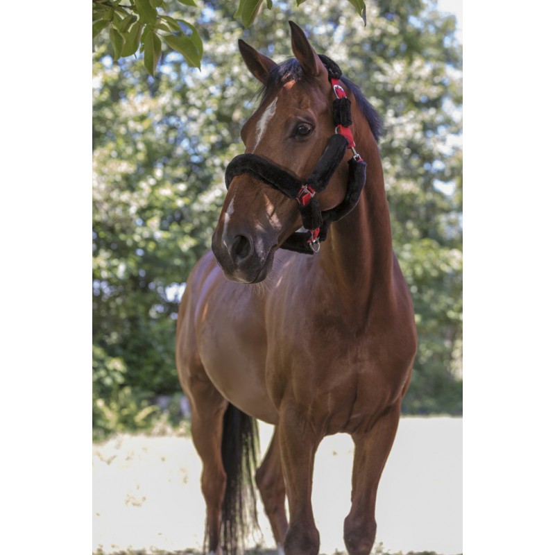 NORTON "Full mouton synthétique" Halfter, Shetty und Pony