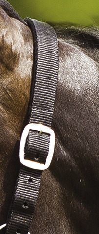 NORTON "Pailletten" Halfter, schwarz, Pailletten silberfarben