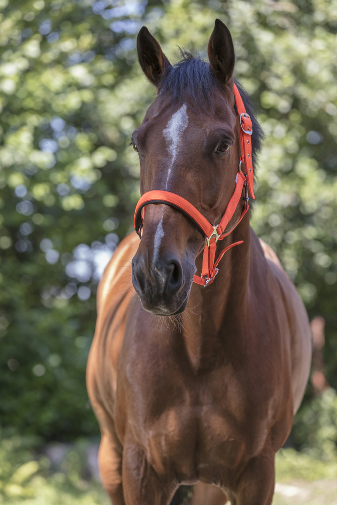 NORTON "Fluo" zweilagiges Halfter