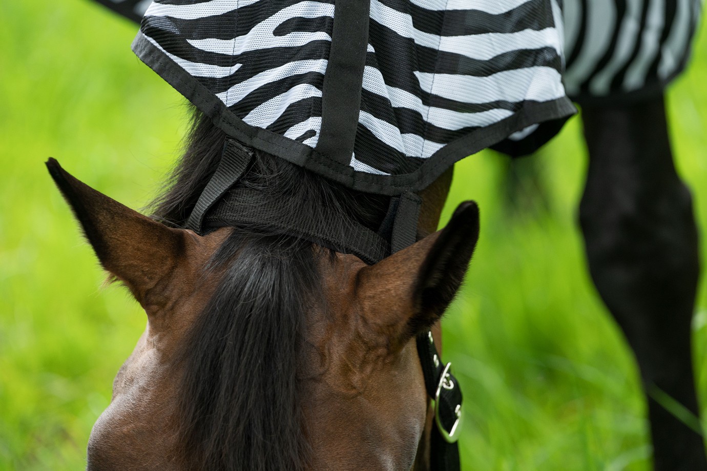 HKM Fliegendecke "Zebra" inkl. Halsteil und Bauchlatz -Easter Deal