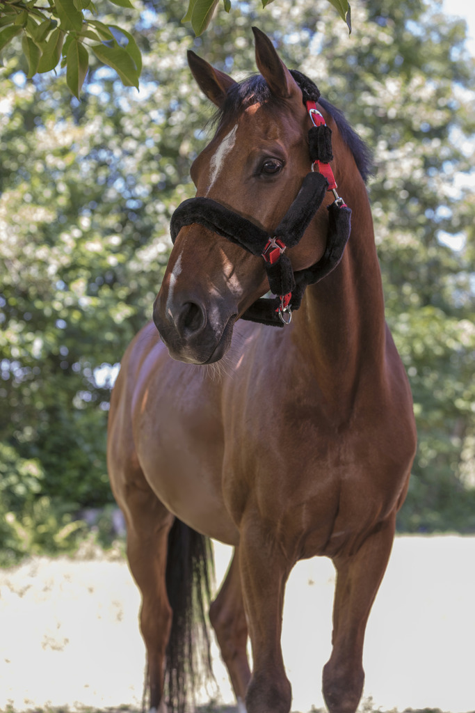 NORTON "Full mouton synthétique" Halfter