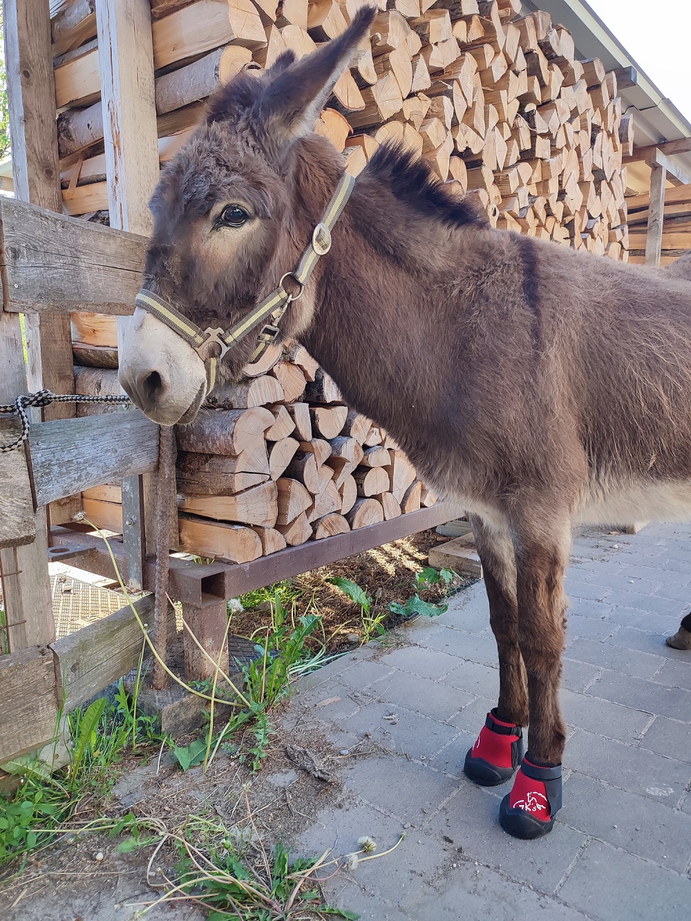 Wohlfühl-und Genesungs-Hufschuh, einzel Schuh