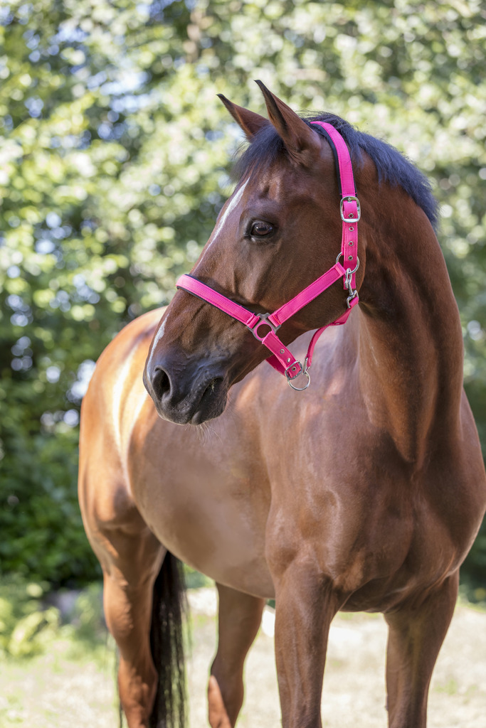 NORTON "Fluo" zweilagiges Halfter