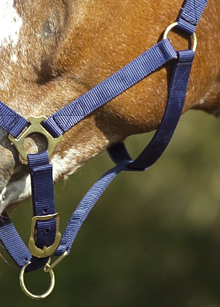 NORTON Doppelt gelegtes Nylonhalfter mit Schnallen