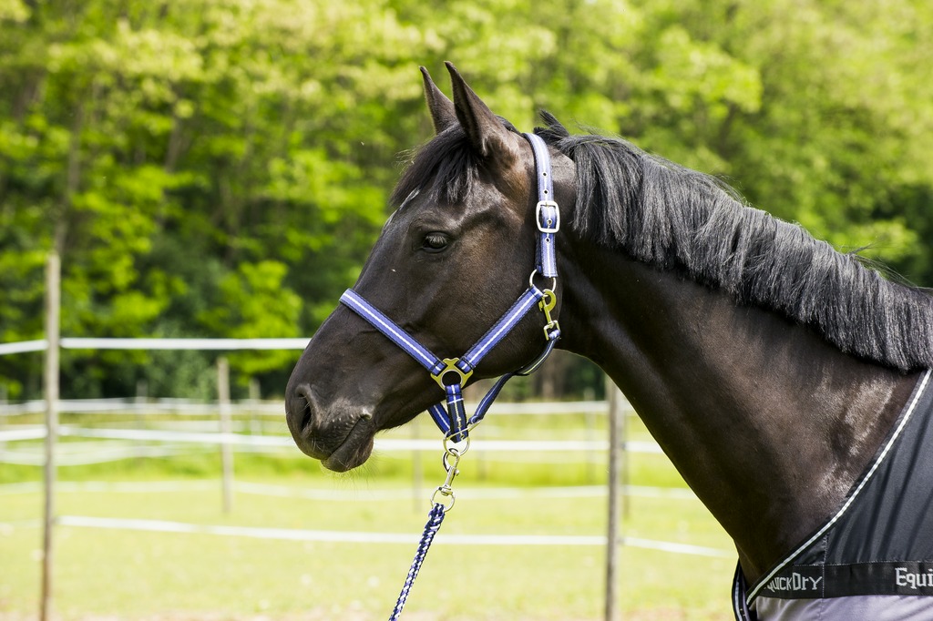 NORTON Dreifarbiges weiches Halfter