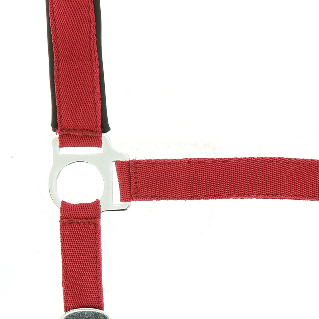 NORTON Nylon Halfter, mit Neopren unterlegt, Kaltblut