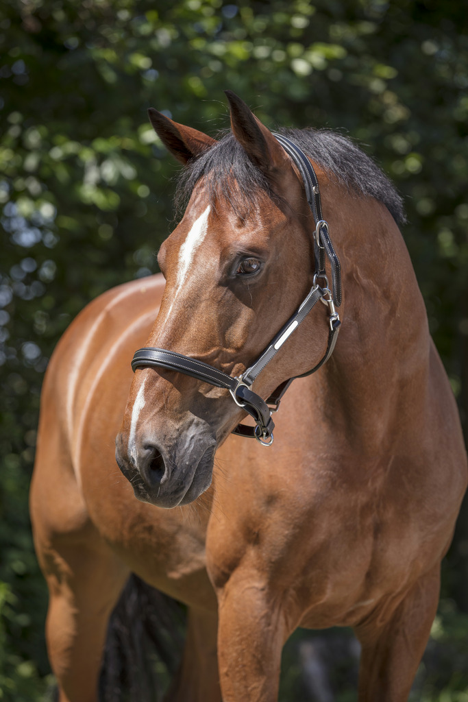 NORTON PRO "Grooming" Lederhalfter