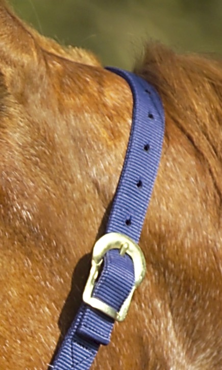 NORTON Doppelt gelegtes Nylonhalfter mit Schnallen
