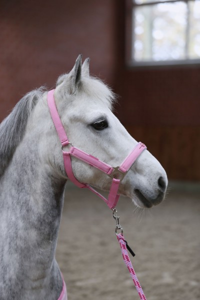 Covalliero Kids Pony Halfter-Set Lilli Starlight, inkl. Führstrick, pink/berry/white
