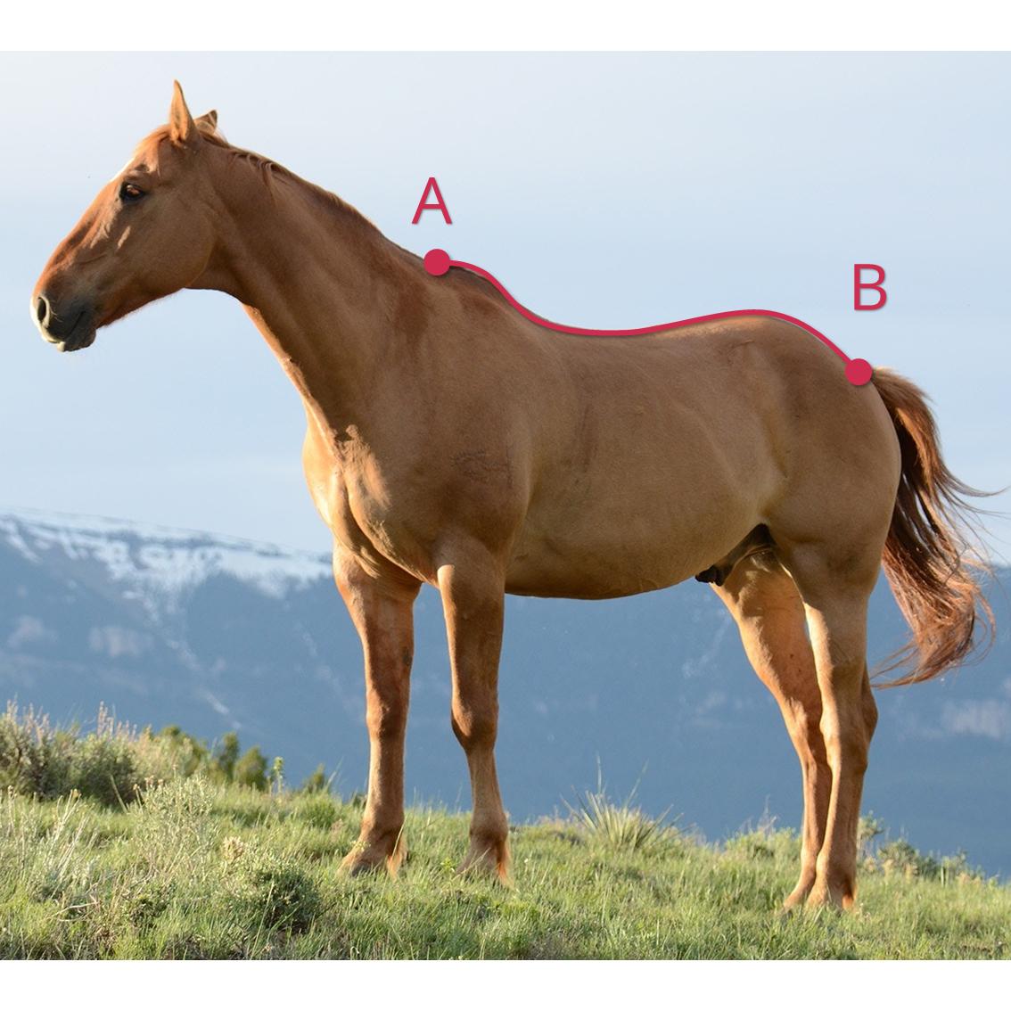 Pferdedecke messen Rückenlänge