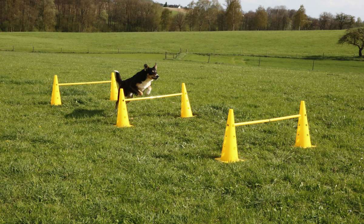 Kerbl Pylonen H rden Set Agility Gelb 9 teilig Pferdesport Profi 