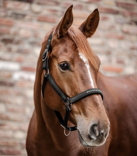 Waldhausen Halfter "Athletic"
