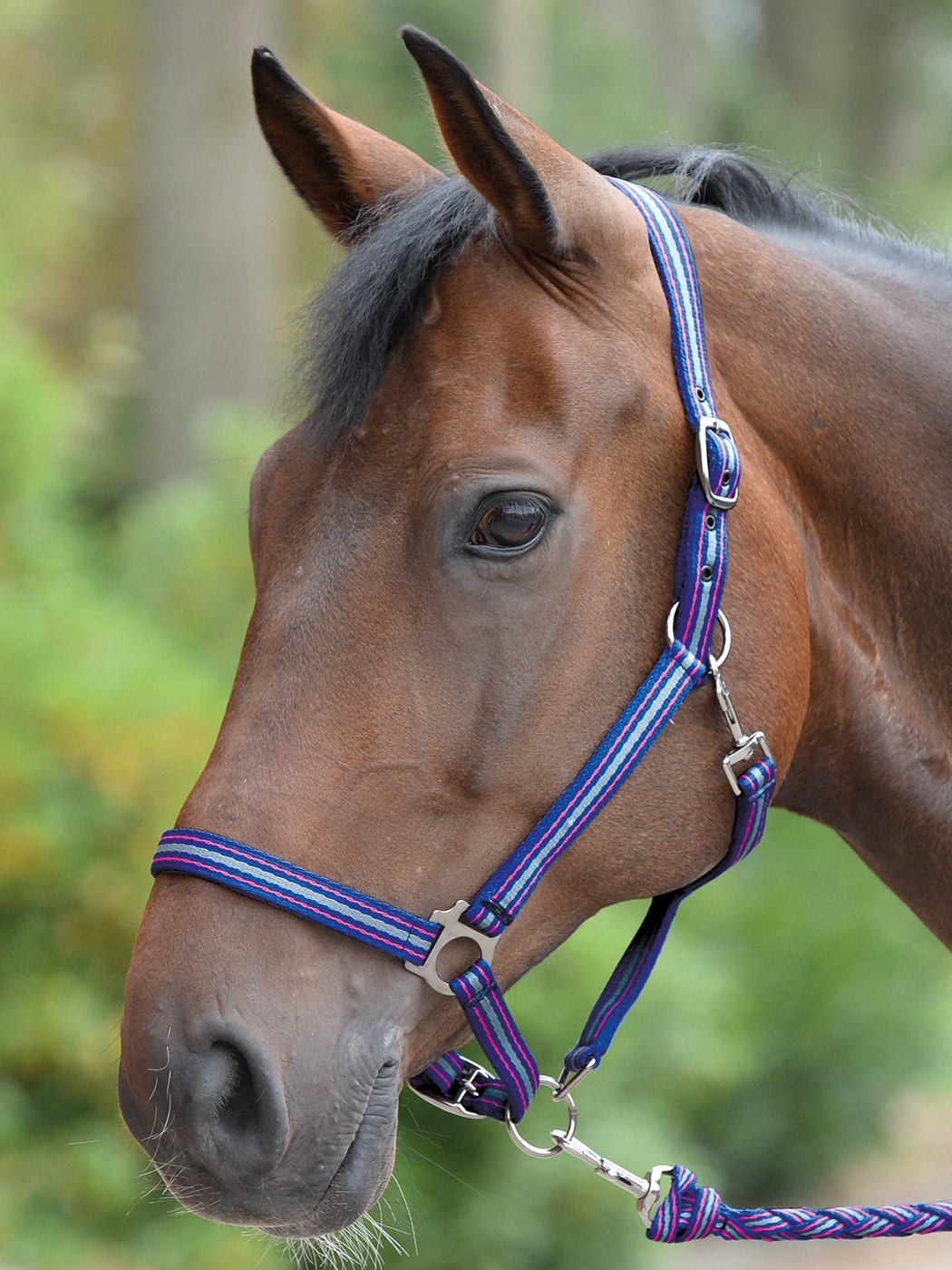 Busse Halfter Smooth Pferdesport Profi De Reitsport Pferdesport Fahrsport Und Springsport Cavalettis Und Reitsport Zubehor Vom Profi